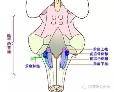 感統失調是造成孩子注意力不集中的根